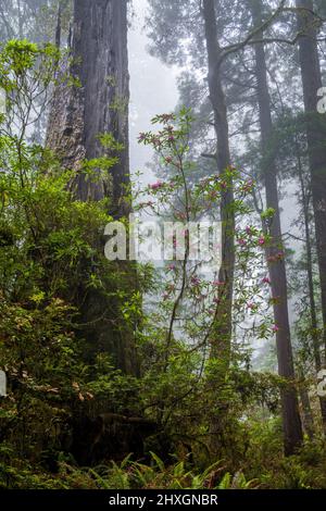 Redwoods und Rhododendren entlang des Damnation Creek Trail im Del Norte Coast Redwoods State Park, California, USA , California, USA Stockfoto