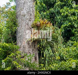 Elkhorn-Farn, Platycerium bifurcatus, eine australische einheimische Pflanze, die auf einem Baumstamm in einem Wald in Australien wächst Stockfoto