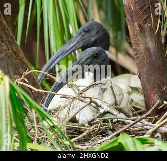 Nahaufnahme der Gesichter eines Paares von Sacred Ibis, Threskiornis molucca, Seite an Seite auf ihrem Nest von Stäben in einem Baum in einem Stadtpark in Australien Stockfoto