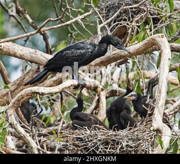 Little Black Cormorant, Phalacrocorax sulcirostris, mit Küken auf ihrem Nest, die um Nahrung bitten, in einem Baum in Stadtparks in Australien Stockfoto