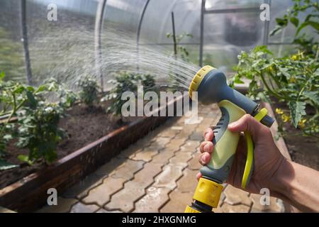 Eine Nahaufnahme der Hand eines Mannes unter Druck sprüht eine wässrige Lösung auf ein Blumenbeet mit Pflanzen in einem Gewächshaus. Gartenkonzept. Hochwertige 4K-Aufnahmen Stockfoto