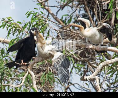 Schlangenhalsdarter, Anhinga novaehollandiae mit zwei großen flauschigen Küken mit ausgestreckten Flügeln, eines davon wird gefüttert, in einem Baum im australischen Stadtpark Stockfoto