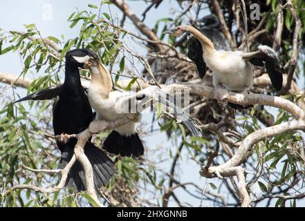 Schlangenhalsdarter, Anhinga novaehollandiae mit zwei großen flauschigen Küken mit ausgestreckten Flügeln, eines davon wird gefüttert, in einem Baum im australischen Stadtpark Stockfoto