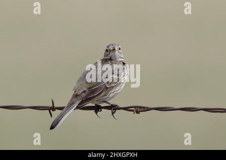 American Pipit, Anthus rubescens, thront auf einem Stacheldrahtzaun Stockfoto