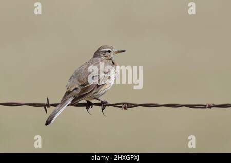 American Pipit, Anthus rubescens, thront auf einem Stacheldrahtzaun Stockfoto