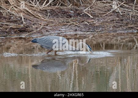 Großer Blaureiher, Ardea herodias, der nach Beute stürzt Stockfoto