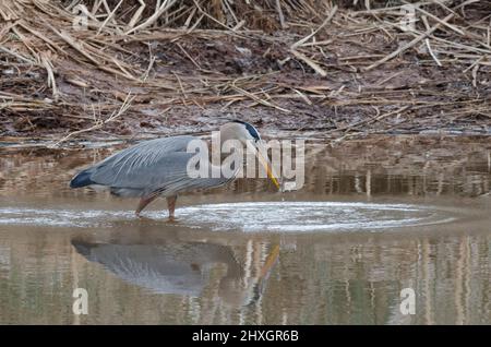 Großer Blaureiher, Ardea herodias, mit frisch gefangener Beute Stockfoto