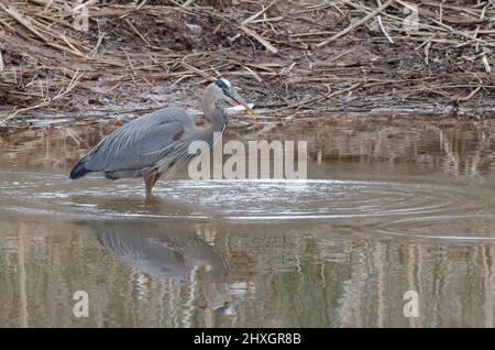 Großer Blaureiher, Ardea herodias, mit frisch gefangener Beute Stockfoto