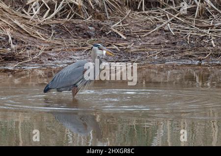 Großer Blaureiher, Ardea herodias, mit frisch gefangener Beute Stockfoto