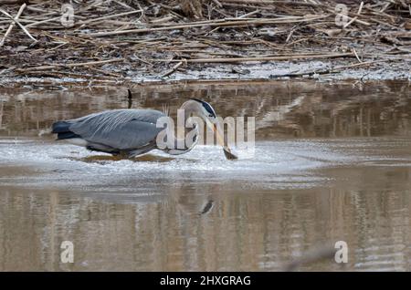 Großer Blaureiher, Ardea herodias, mit frisch gefangener Beute Stockfoto