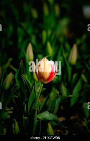 Tulpenhintergrund. Frühlingsblütenkonzept. Bunte Tulpe im Park. Selektiver Fokus. Stockfoto
