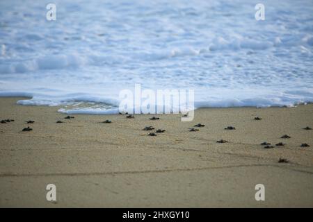 Im Pueblo Bonita Resort Quivera im Pazifischen Ozean werden Schildkröten freigesetzt Stockfoto