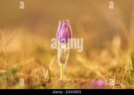 Pasque-Blüten auf dem Frühlingsfeld. Foto Pulsatilla grandis mit schönem Bokeh. Stockfoto