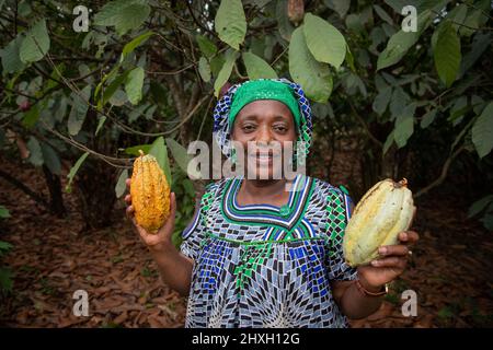 Eine afrikanische Bäuerin hält Kakaobohnen aus ihrer Plantage in den Händen Stockfoto