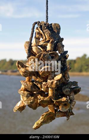 Nahaufnahme einer Austernhaufen, die an einem Seil auf einer Austernfarm wachsen, mit Wasser und Bäumen im Hintergrund Stockfoto