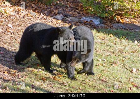 Zwei junge Schwarzbären kämpfen im Herbst um die territoriale Dominanz eines städtischen Hinterhofs Stockfoto