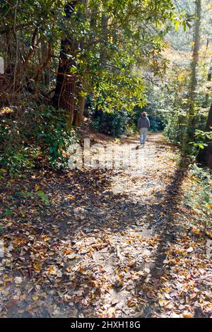 Mann mit Hut macht im Herbst eine einsame Wanderung entlang eines mit Blättern bedeckten Waldweges Stockfoto