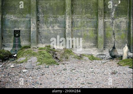 Kleine Abwasserabfluss an der Wand des Ufers der themse in london mit Algen und Kieselsteinen Stockfoto