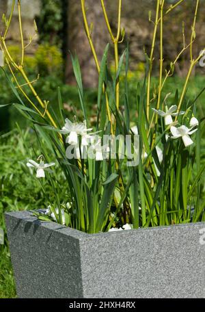 Eine Frühlingspflanze mit weißen Blüten, einschließlich Narzissen „Ice Wings“ Stockfoto