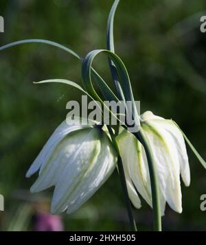 Reine weiße Schlangen-Kopf-Fritillary Stockfoto