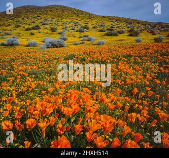 California Poppies, Goldfields, Antelope Valley California Poppy Reserve, Kern County, Kalifornien Stockfoto