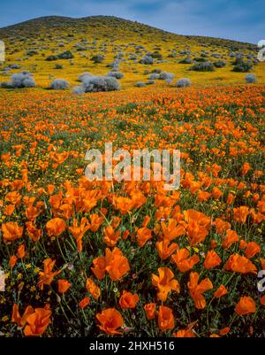 California Poppies, Goldfields, Antelope Valley California Poppy Reserve, Kern County, Kalifornien Stockfoto