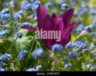 Tulip 'Purple Dream' und Forget-Me-Nots Stockfoto