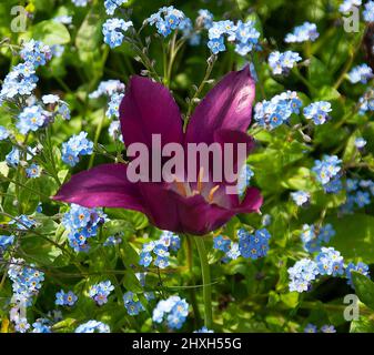 Tulip 'Purple Dream' und Forget-Me-Nots Stockfoto