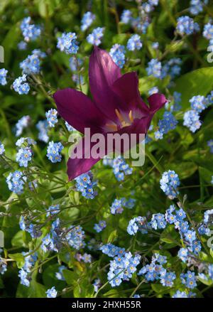 Tulip 'Purple Dream' und Forget-Me-Nots Stockfoto