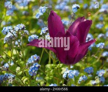 Tulip 'Purple Dream' und Forget-Me-Nots Stockfoto