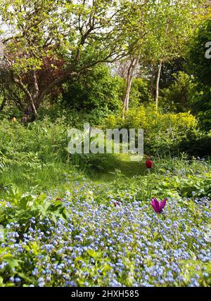 Lila, orange und rote Tulpen, die wie Smarties und Vergissmeinnicht im Alten Obstgarten übersät sind Stockfoto