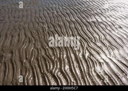 Die Erkundung einer Sandbank, die interessante Funde bei starken Winden auf den Meerinseln von South Carolina enthüllt. Stockfoto