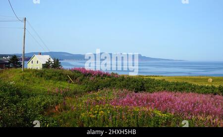 Haus und Feld von rosa Blumen am Meer am Cap-Blanc, Quebec, Blick über die Bucht in Richtung Percé Stockfoto