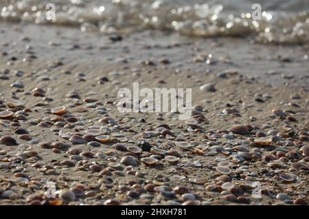 Die Küste ist mit vielen Muscheln übersät hohe Qualität Stockfoto