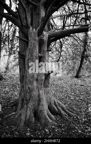 Schwarz-weiß monochromes Bild eines toten Baumstamms ohne Blätter Stockfoto