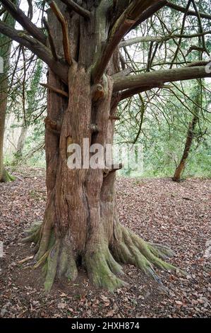 Toter Baumstamm ohne Blätter Stockfoto