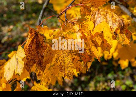 Goldene Herbstblätter hängen am Baum. Herbstlicher Hintergrund Stockfoto