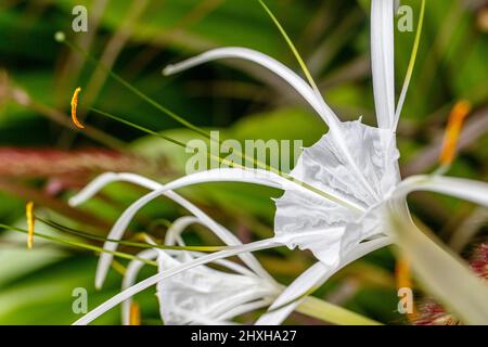 Weiß blühende Spinnenlilie (Hymenocallis) im Garten. Bali, Indonesien. Selektiver Fokus. Stockfoto