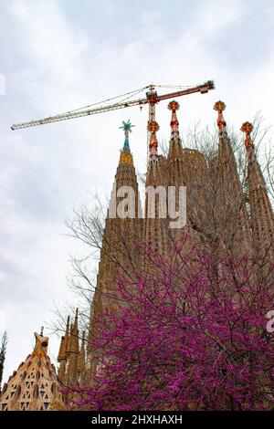 Barcelona, Spanien. 11. März 2022. Blüten werden am 11. März 2022 in Barcelona, Spanien, gesehen. Quelle: Qing Shenglan/Xinhua/Alamy Live News Stockfoto