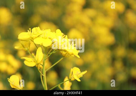 Senfblüten, Nahaufnahme, differenzieller Fokus Stockfoto