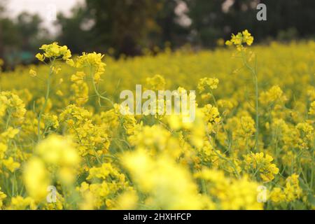 Senfblüten, Nahaufnahme, differenzieller Fokus Stockfoto