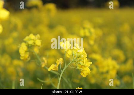 Senfblüten, Nahaufnahme, differenzieller Fokus Stockfoto