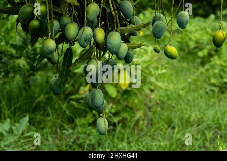 Rohe oder reife Mango enthält verschiedene Vitamine, Kalium und Magnesium Stockfoto