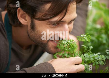 Nichts ist besser als der Duft frischer Kräuter. Ein hübscher Gärtner, der in einer Gärtnerei frische Kräuter riecht. Stockfoto