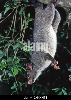 BERGBÜRSTENSCHWANZ-POSSUM, DER AN EINEM BAUM IM LAMINGTON NATIONAL PARK HÄNGT. Stockfoto