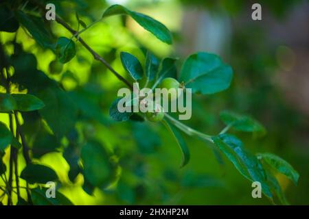 Junge Früchte nach dem Blühen eines Apfels hängen an einem Baum im Garten. Stockfoto