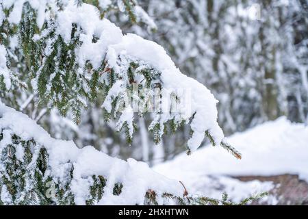 Große Fichten im Winterwald bedeckt mit viel Schnee. Hochwertige Fotos Stockfoto