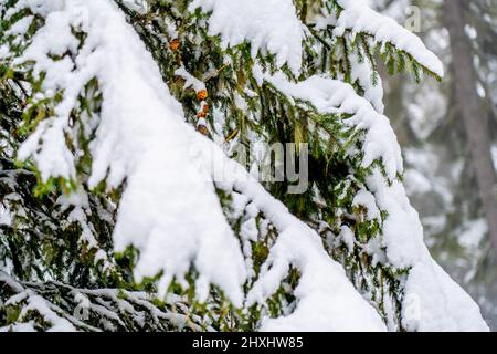 Große Fichten im Winterwald bedeckt mit viel Schnee. Hochwertige Fotos Stockfoto