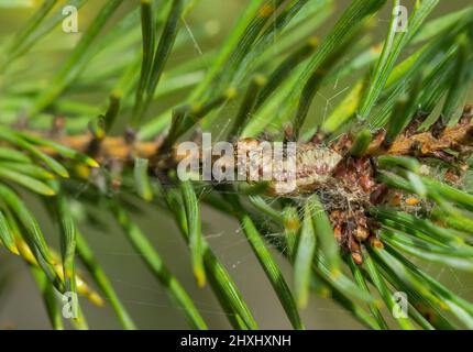 Spinning-Sägeblattlarve (Acantholyda posticalis) Stockfoto