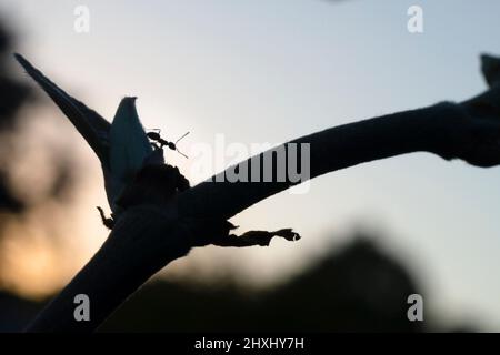 Silhouettenbild einer Ameise, die bei Sonnenuntergang auf einem Pflanzenstamm läuft Stockfoto